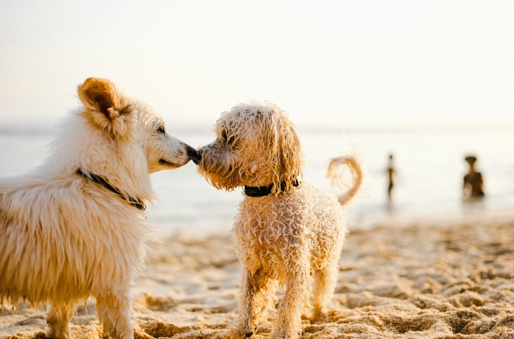 Dog days of August cool sales but expand opportunities for buyers